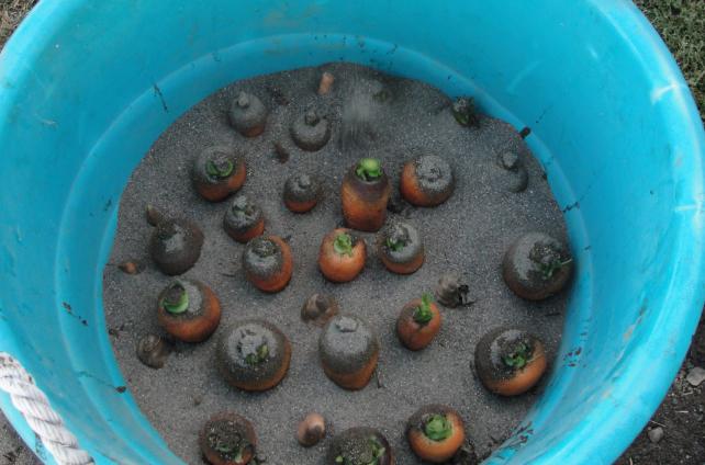  armazenamento de cenoura na adega na areia